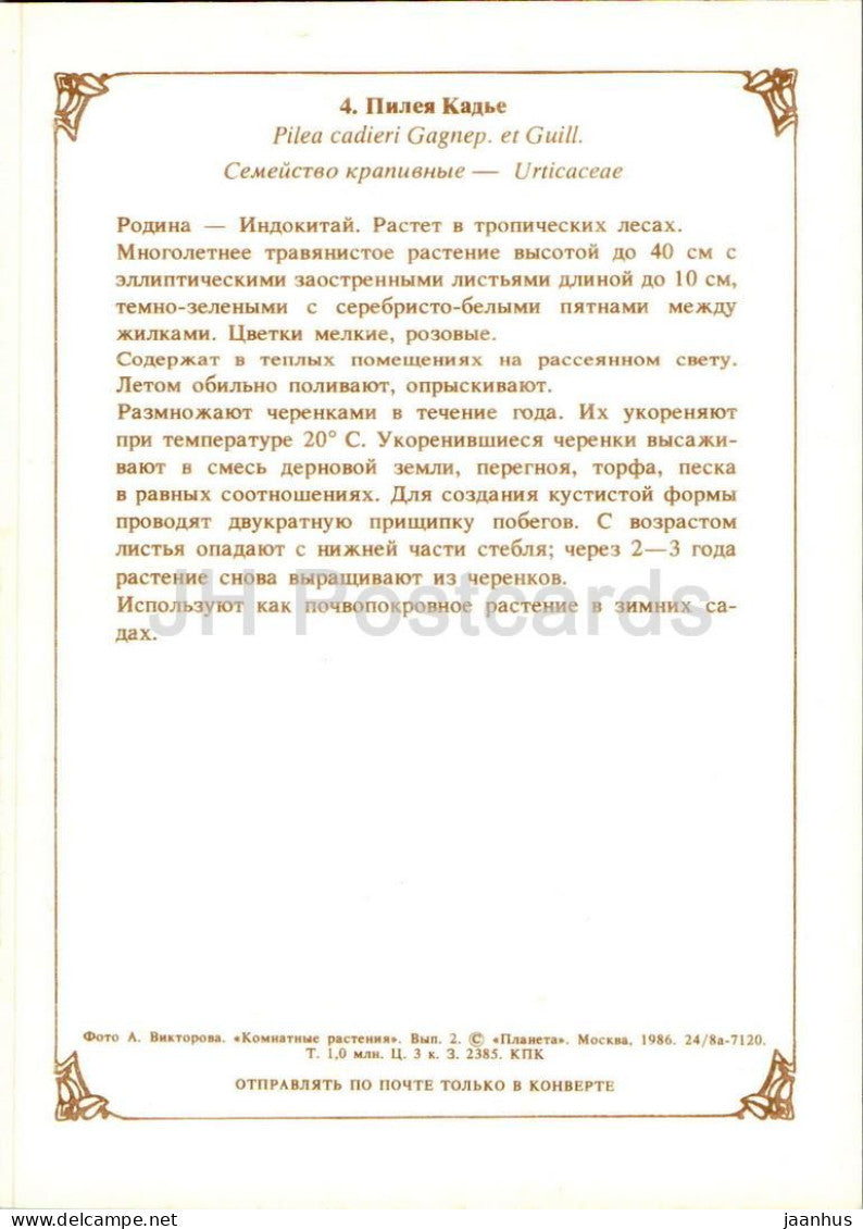 Houseplants - Aluminium plant - Pilea cadierei - flowers - 1986 - Russia USSR - unused
