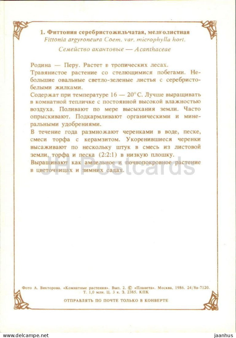 Houseplants - Nerve plant - Fittonia argyroneura - flowers - 1986 - Russia USSR - unused