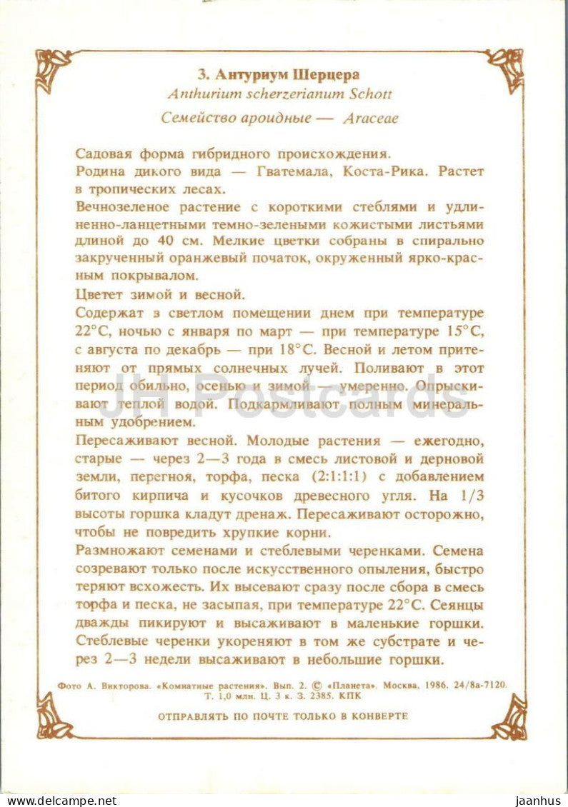 Houseplants - Flamingo flower - Anthurium scherzerianum - flowers - 1986 - Russia USSR - unused