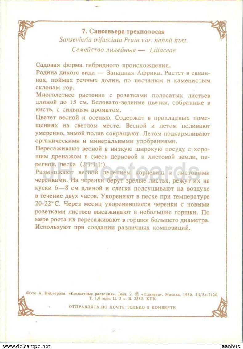 Houseplants - Snake plant - Sansevieria trifasciata - flowers - 1986 - Russia USSR - unused