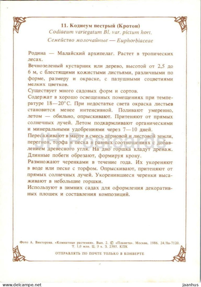 Houseplants - Croton - Codiaeum variegatum - flowers - 1986 - Russia USSR - unused