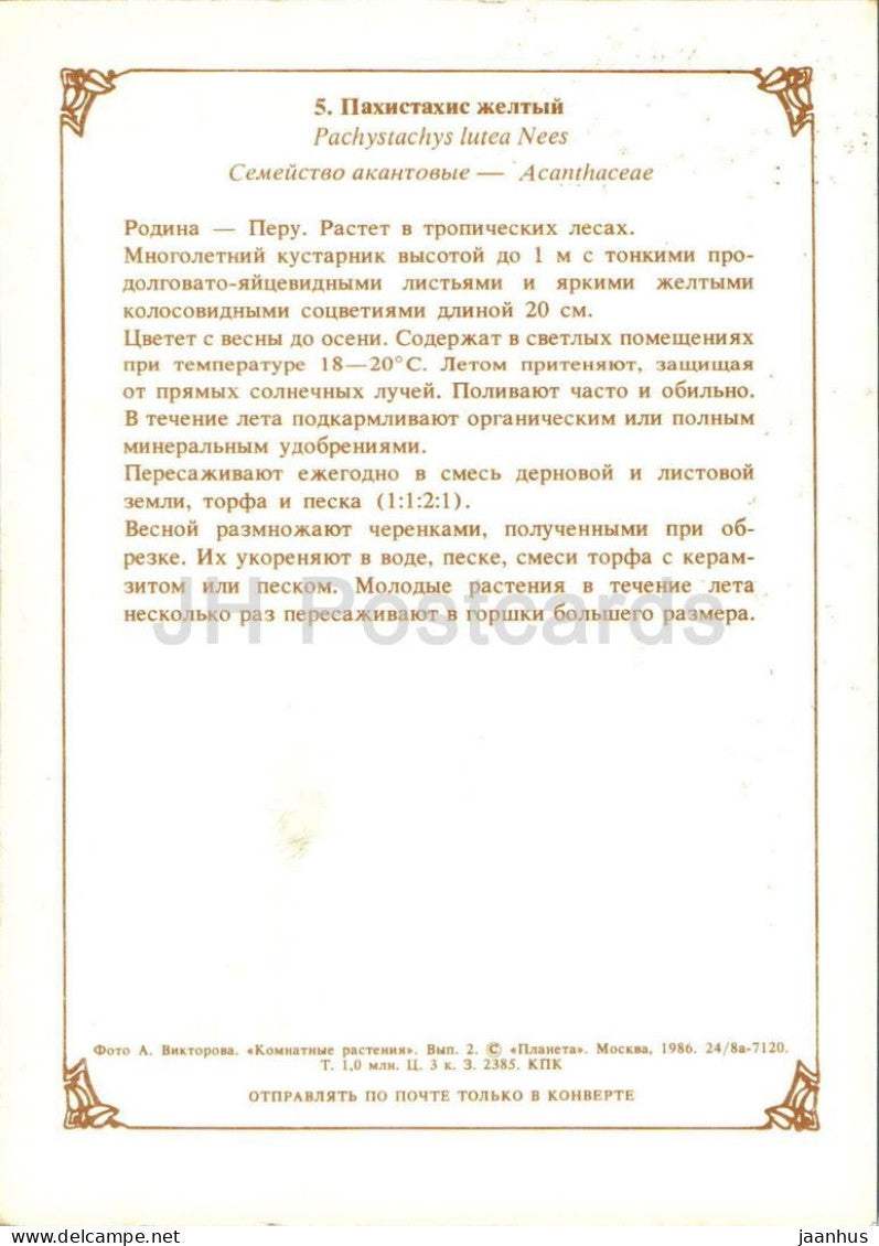 Houseplants - Lollipop plant - Pachystachys lutea - flowers - 1986 - Russia USSR - unused