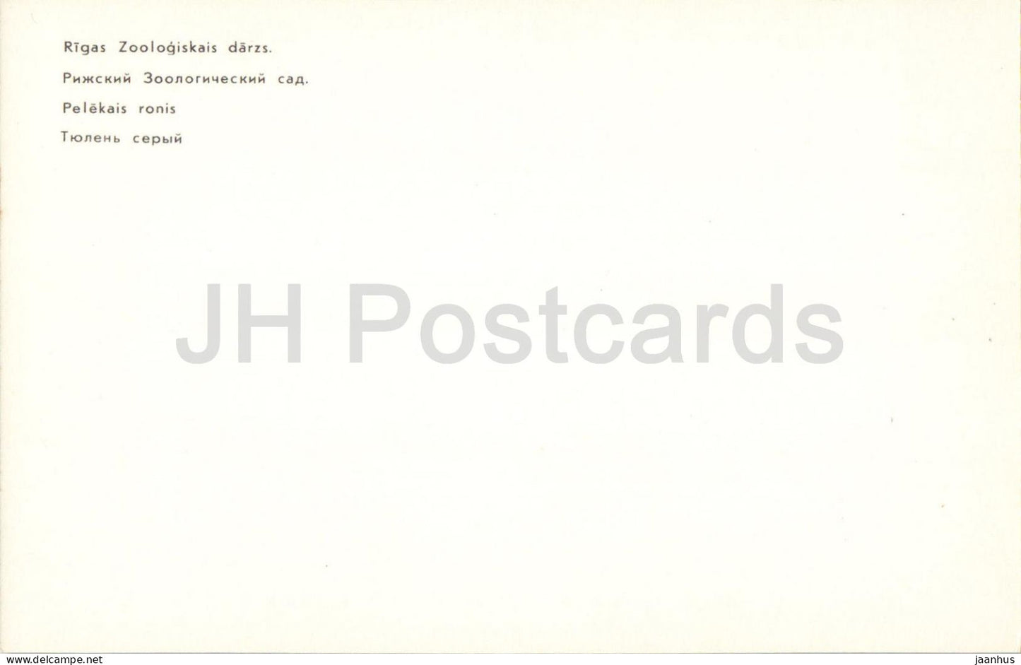 Riga Zoo - Grey seal - Halichoerus grypus - animals - 1 - Latvia USSR - unused