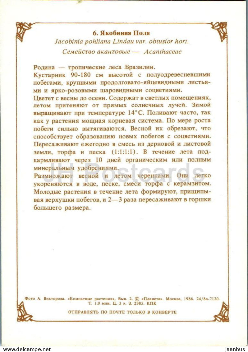 Houseplants - Brazilian plume flower - Jacobinia pohliana - flowers - 1986 - Russia USSR - unused