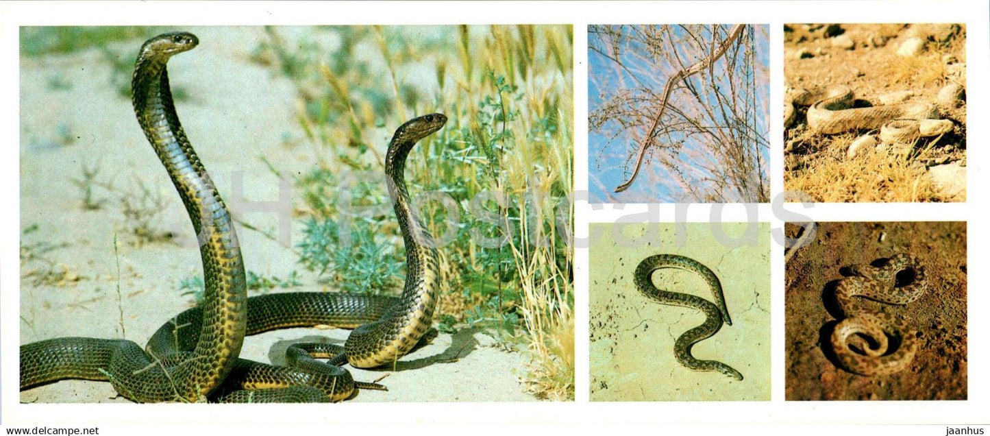 Tigrovaya Balka Nature Reserve - Snakes - Cobra - Viper - Echis - 1983 - Tajikistan USSR - unused - JH Postcards