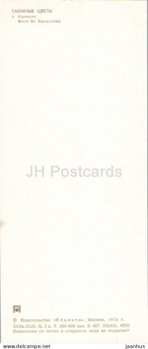 Taiga Flowers - Speedwell - Veronica - botanical photograph - 1974 - Russia - USSR - unused
