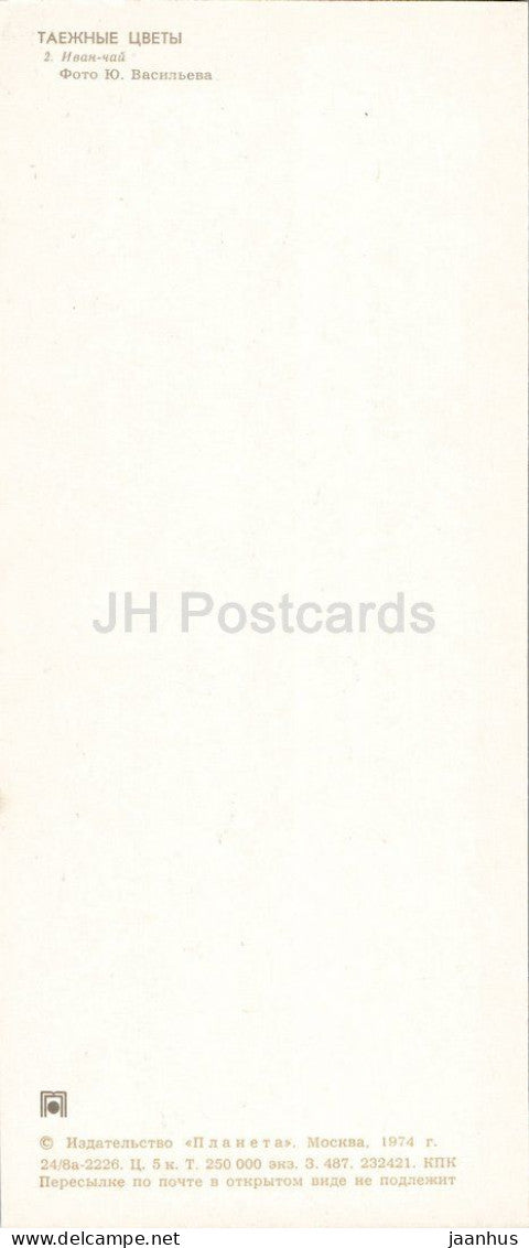 Taiga Flowers - Fireweed - Chamaenerion angustifolium - botanical photograph - 1974 - Russia - USSR - unused