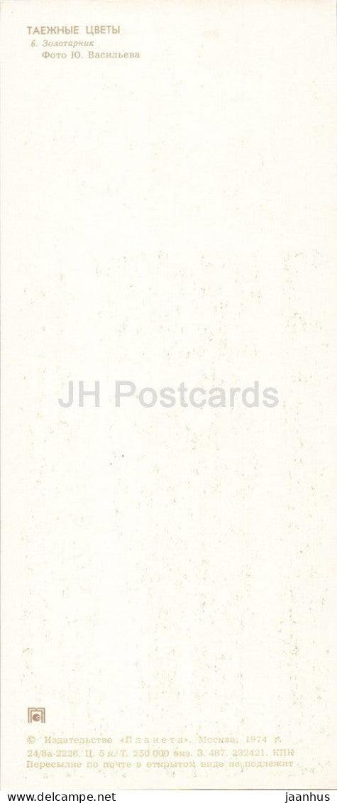 Taiga Flowers - Goldenrod - Solidago - birch - botanical photograph - 1974 - Russia - USSR - unused