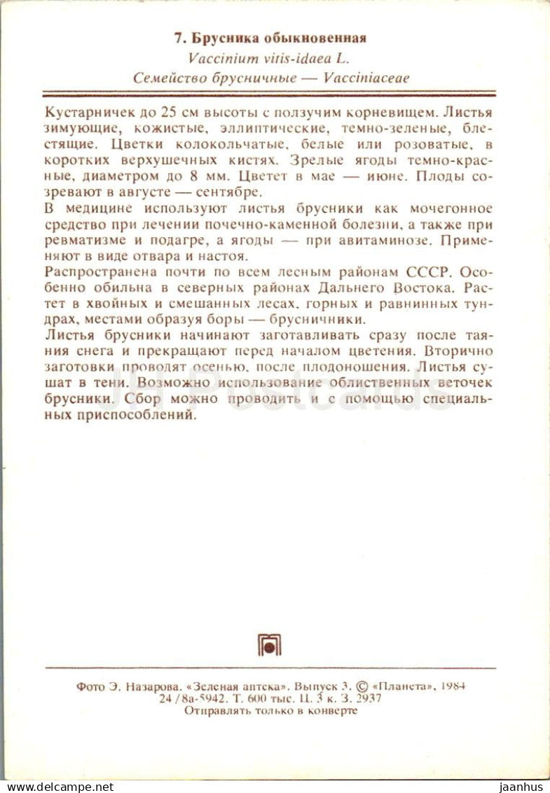 Airelle rouge - Vaccinium vitis-idaea - plantes médicinales - 1984 - Russie URSS - inutilisé