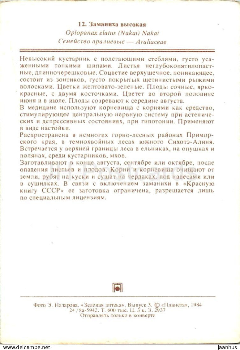 Oplopanax elatus - plantes médicinales - 1984 - Russie URSS - non utilisé