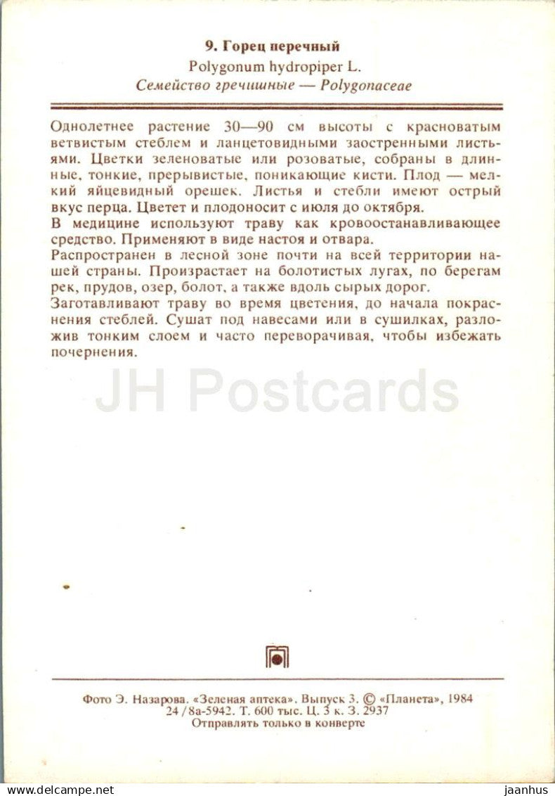 Piment d'eau - Persicaria hydropiper - plantes médicinales - 1984 - Russie URSS - non utilisé