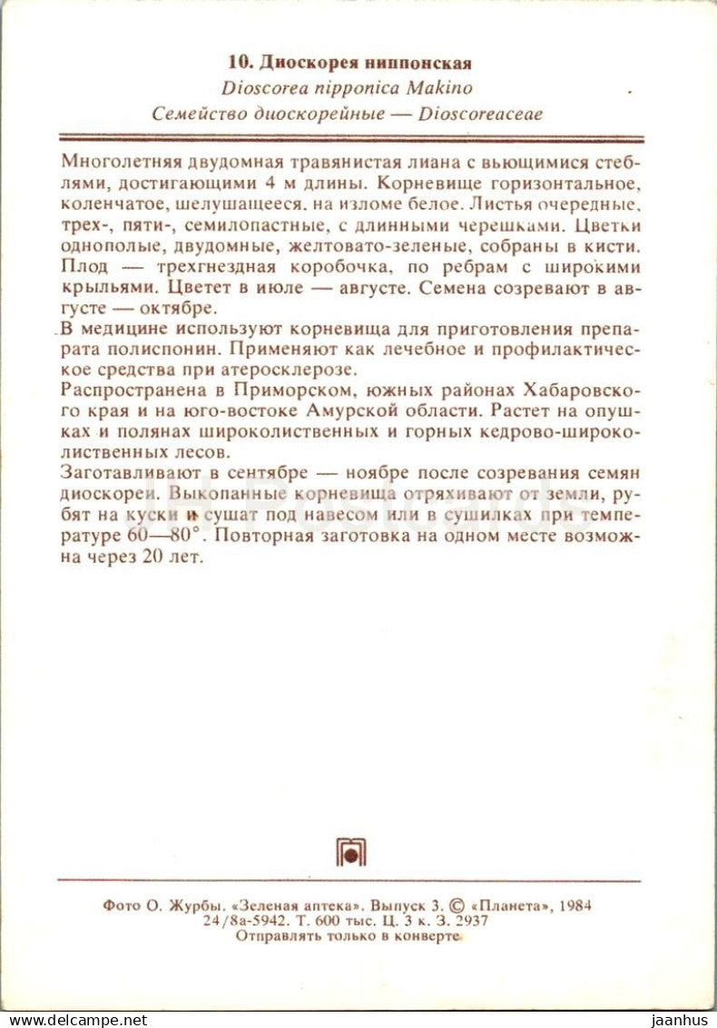 Igname - Dioscorea nipponica - plantes médicinales - 1984 - Russie URSS - non utilisé