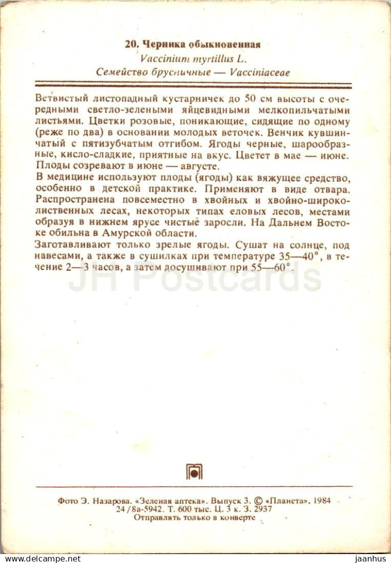 Myrtille européenne - Vaccinium myrtillus - plantes médicinales - 1984 - Russie URSS - non utilisé