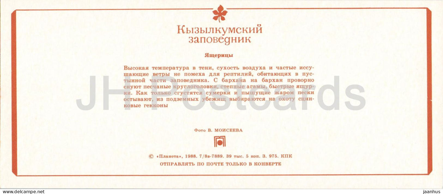 Naturschutzgebiet Kyzylkum – Eidechsen – Phrynocephalus interscapularis – Steppenagame – 1988 – UdSSR Usbekistan – unbenutzt