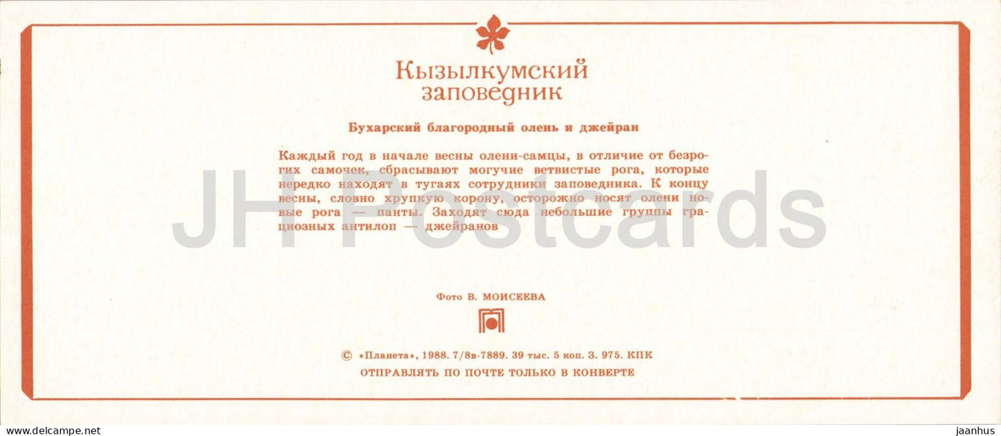 Naturschutzgebiet Kyzylkum – Buchara-Hirsche und Kropfgazellen – Tiere – 1988 – UdSSR Usbekistan – ungenutzt