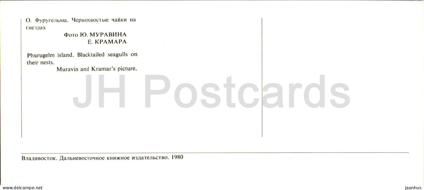 Baie de Pierre le Grand - Île Phurugelm - Mouette à queue noire - oiseaux - 1980 - Russie URSS - inutilisé
