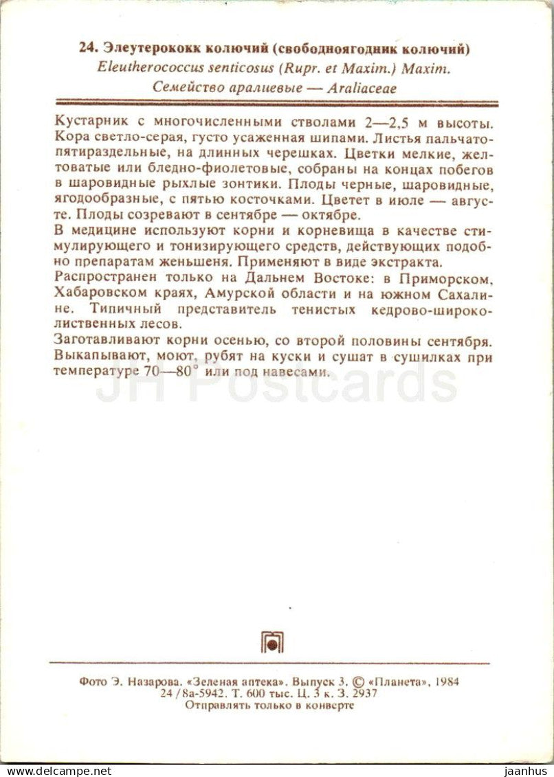 Ginseng de Sibérie - Eleutherococcus senticosus - plantes médicinales - 1984 - Russie URSS - non utilisé