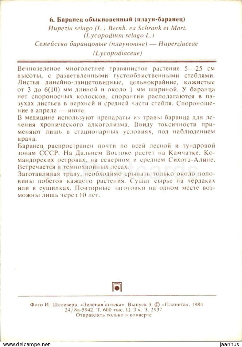 Huperzia selago - plantes médicinales - 1984 - Russie URSS - non utilisé