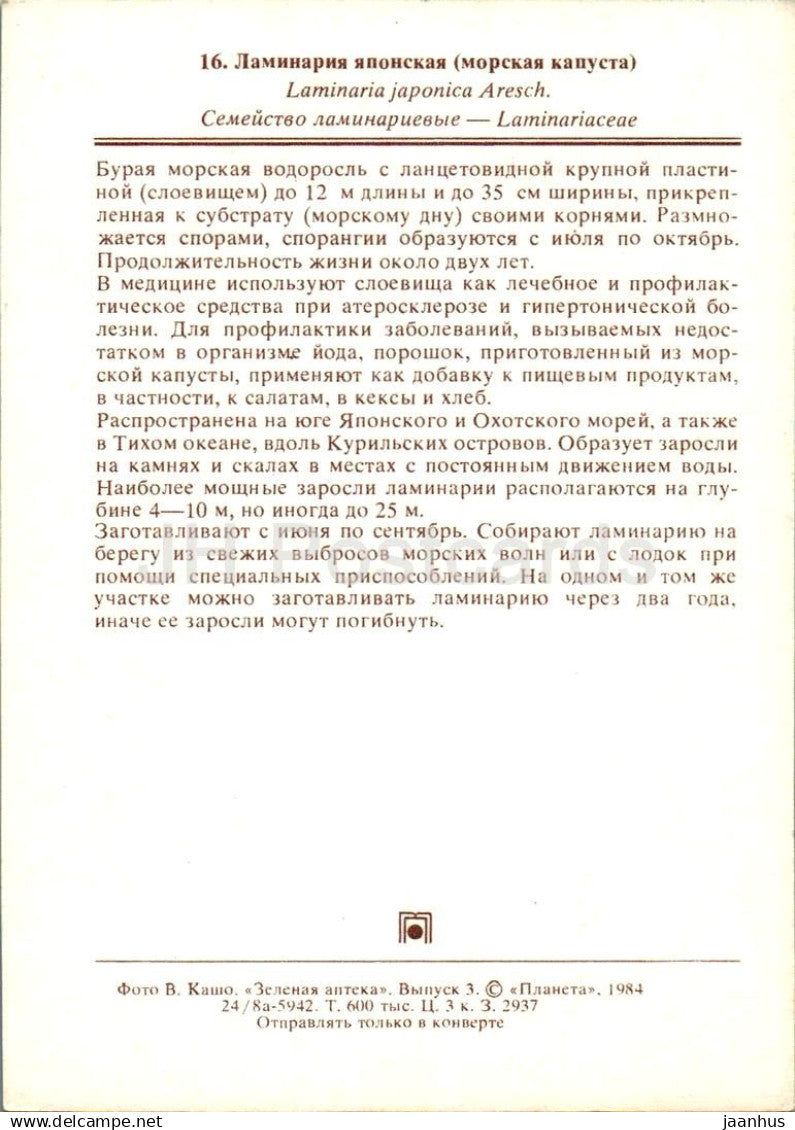 Algues brunes - Laminaria - plantes médicinales - 1984 - Russie URSS - non utilisé