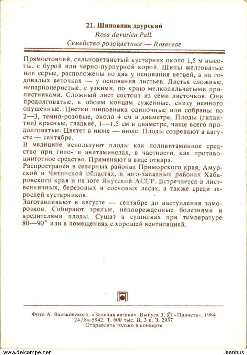 Rosa davurica - plantes médicinales - 1984 - Russie URSS - non utilisé