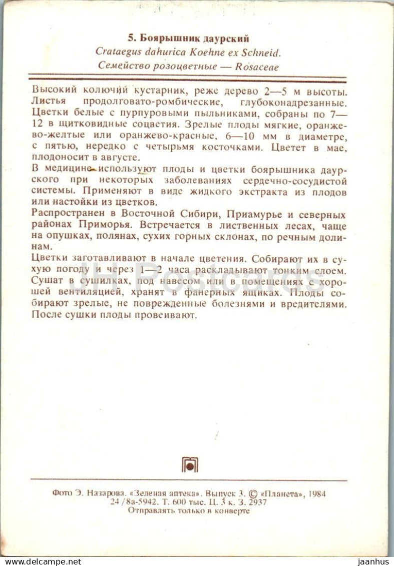 Hawthorn - Crataegus dahurica - medicinal plants - 1984 - Russia USSR - unused