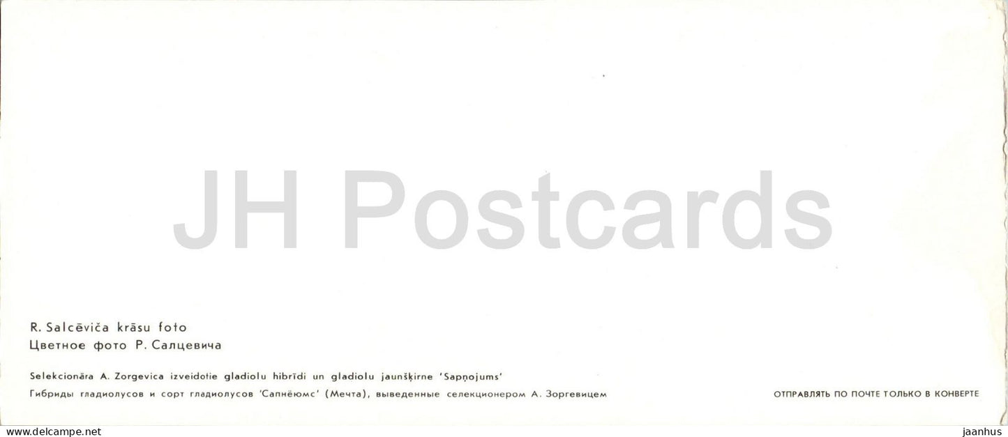 Riga - Gladiolus hybrids and new cultivars - botanical garden - flowers - 1986 - Latvia - USSR - unused