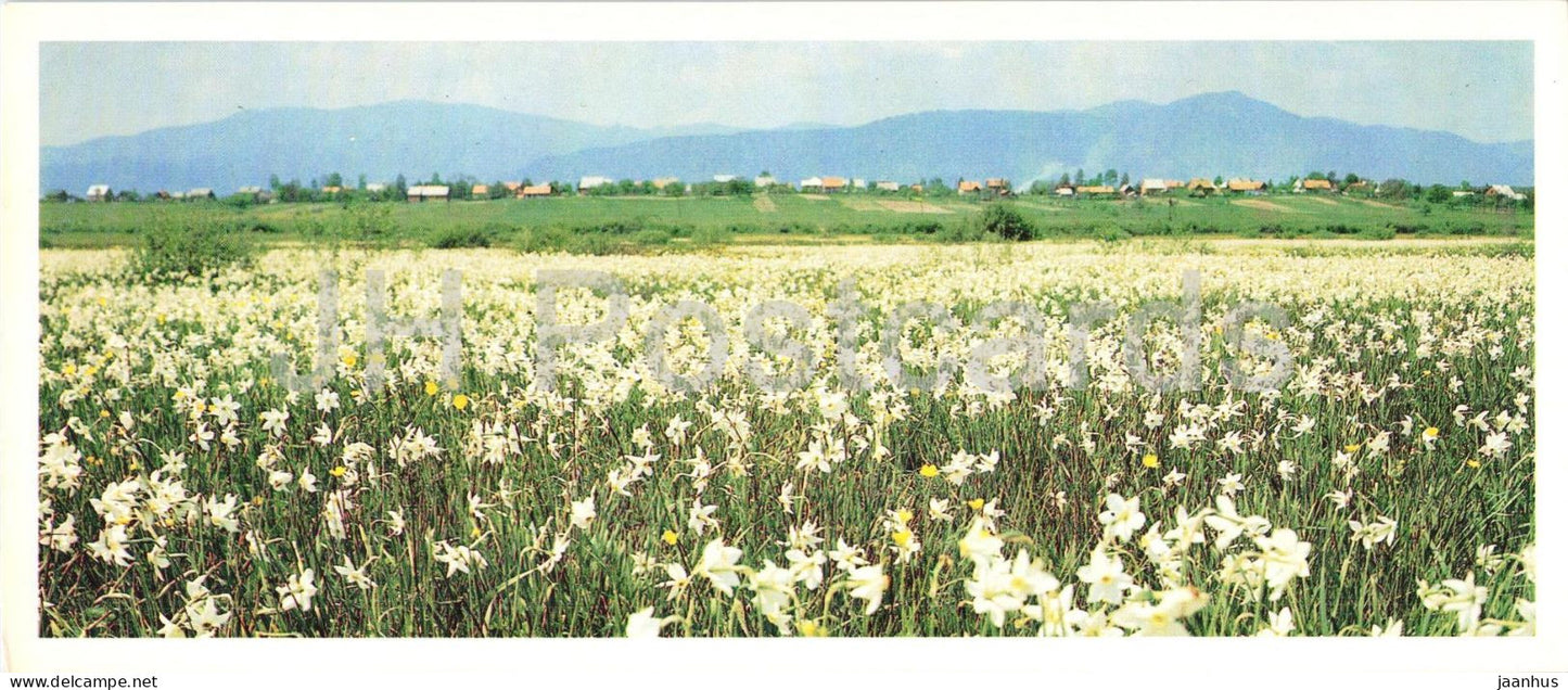 Narcissus Field near Khusta - flowers - Transcarpathia - Zakarpatie - 1983 - USSR Ukraine - unused - JH Postcards