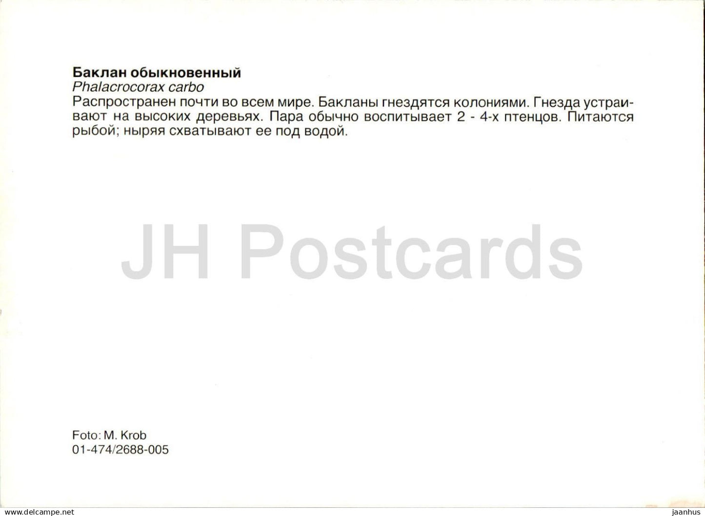 Great cormorant - Phalacrocorax carbo - birds - animals - Russia USSR - unused