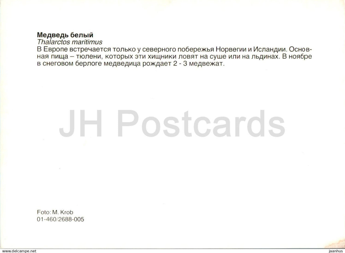 Polar bear - Ursus maritimus - animals - Russia USSR - unused
