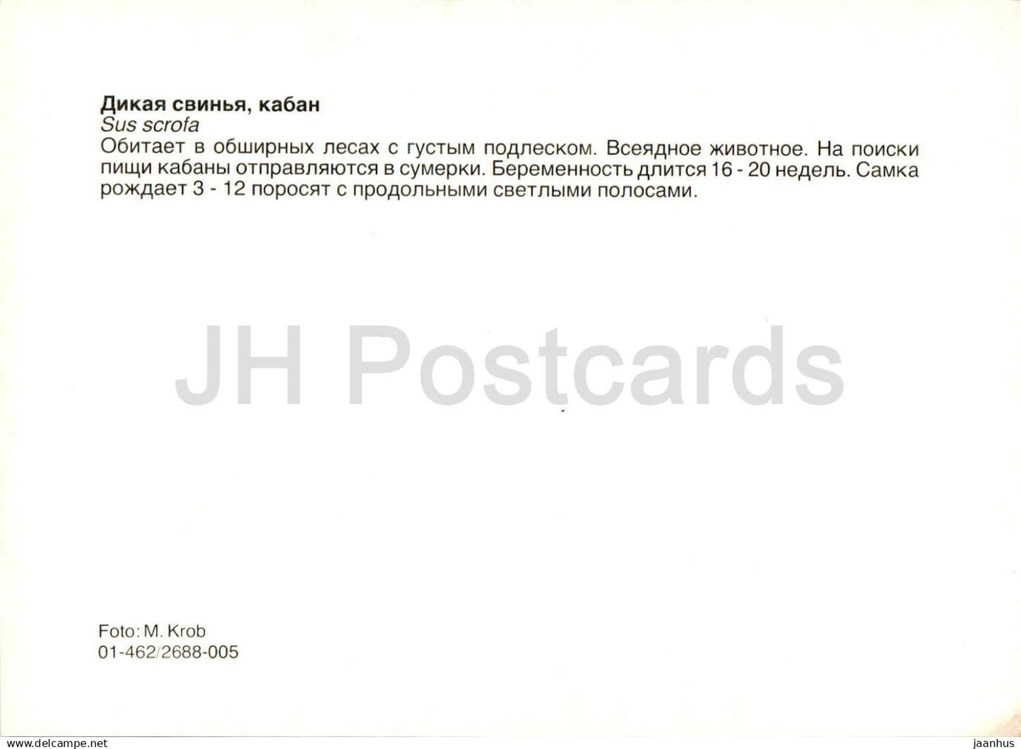 Sanglier - Sus scrofa - animaux - Russie URSS - non utilisé