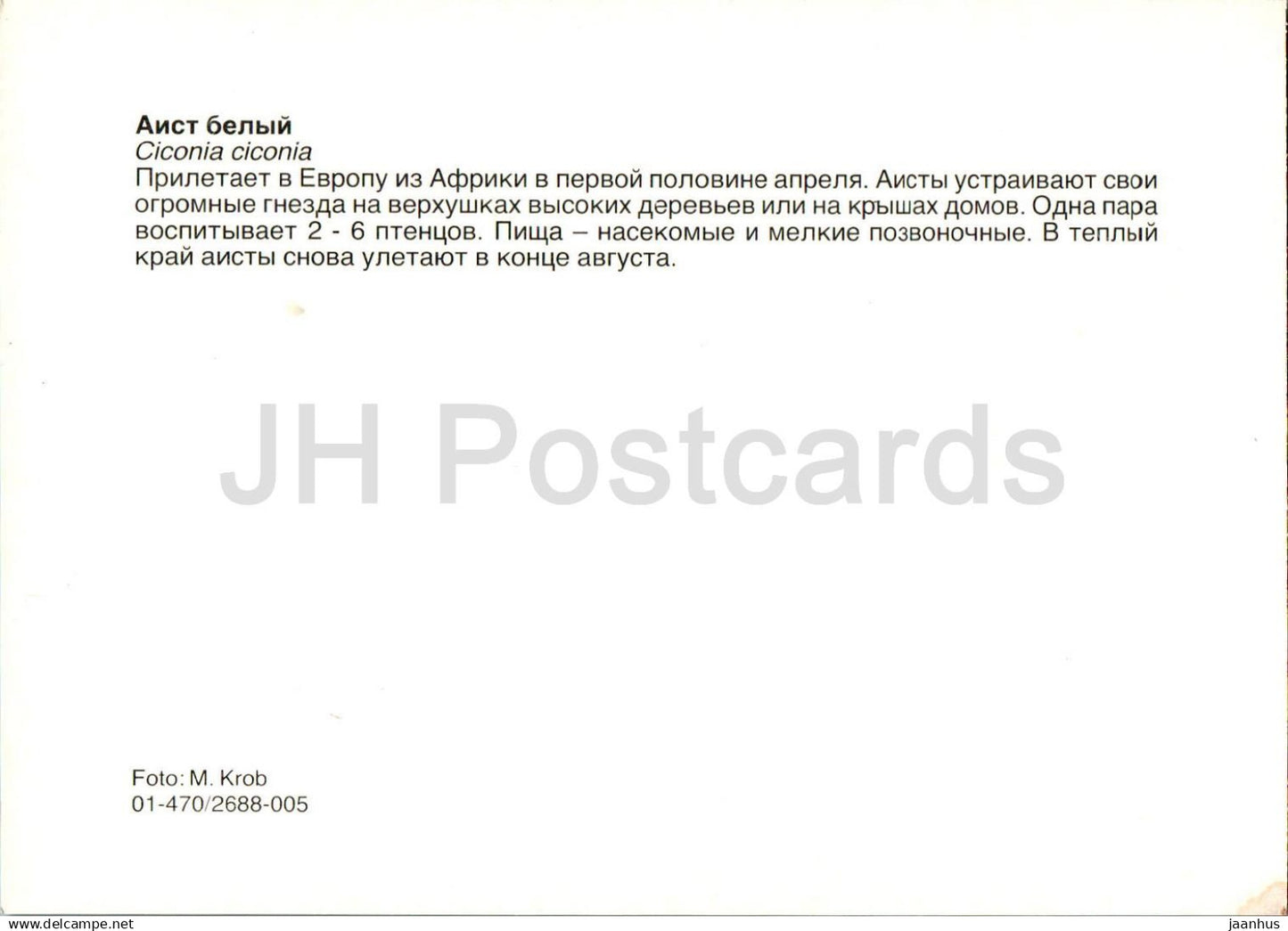 White stork - Ciconia ciconia - birds - animals - Russia USSR - unused