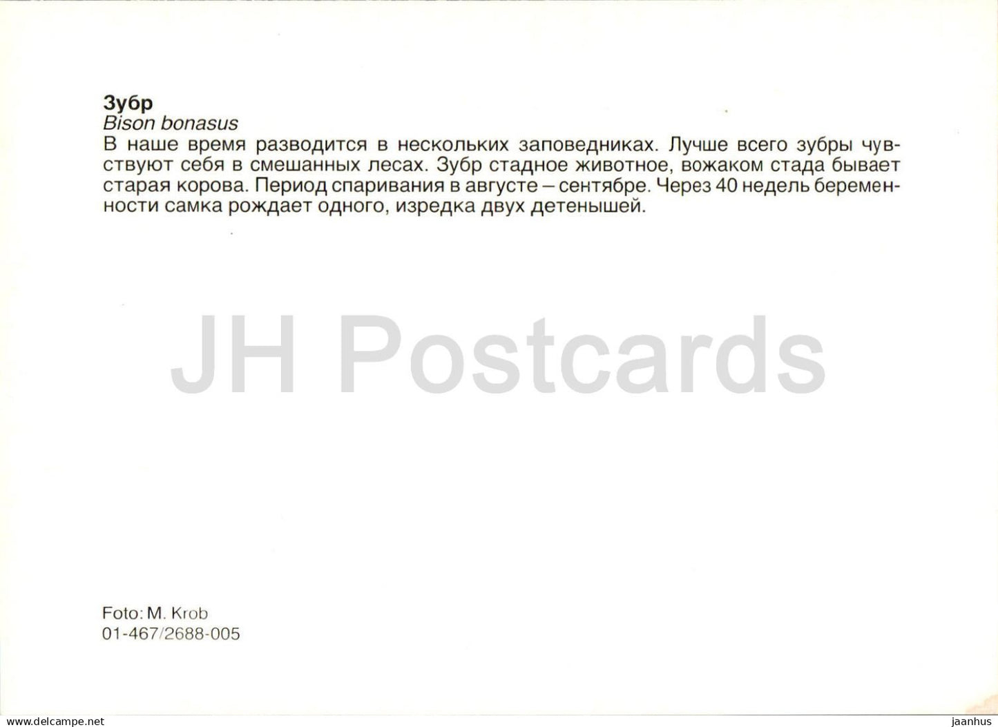 Bison d'Europe - Bison bonasus - animaux - Russie URSS - non utilisé