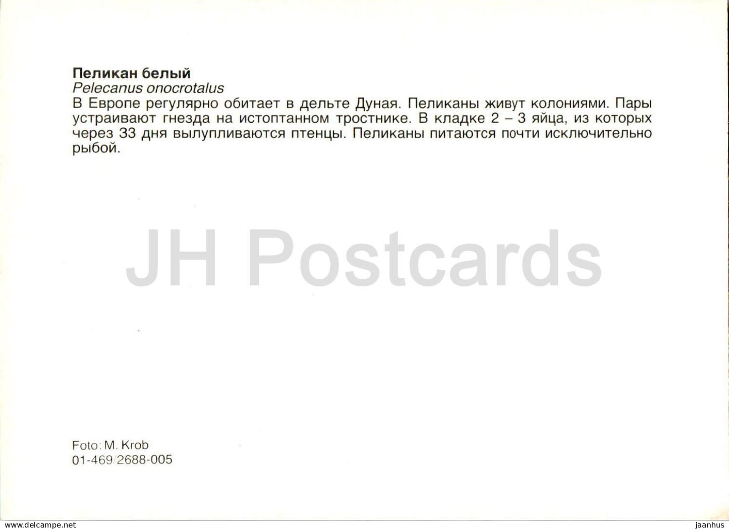 Great white pelican - Pelecanus onocrotalus - birds - animals - Russia USSR - unused