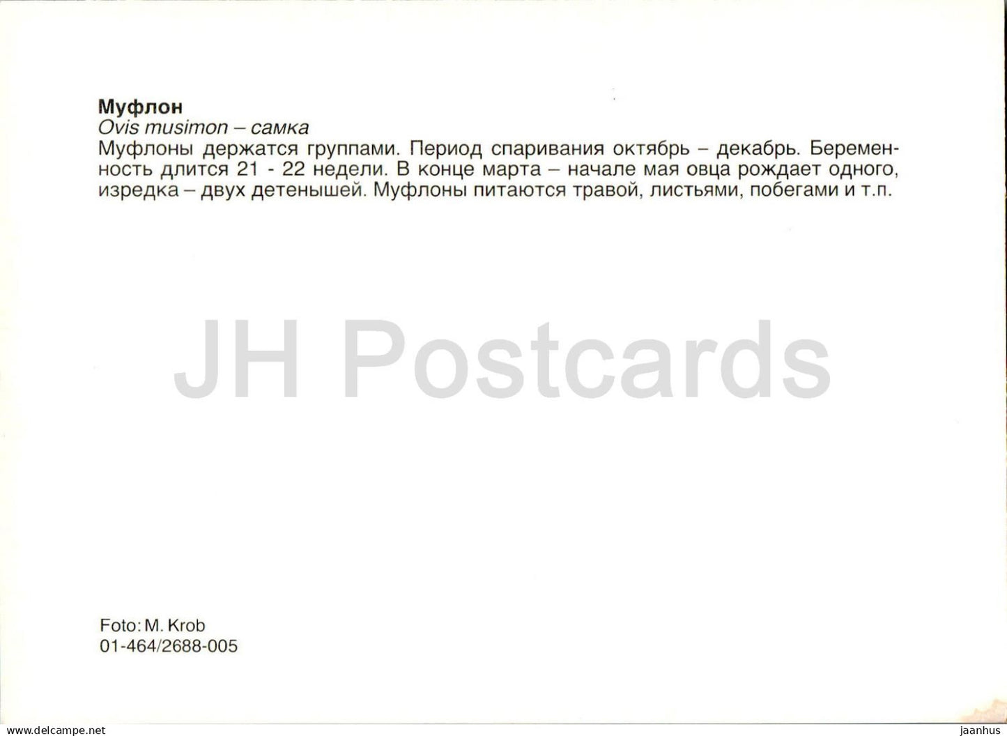 Mouflon d'Europe - Ovis aries musimon - femelle - animaux - Russie URSS - non utilisé