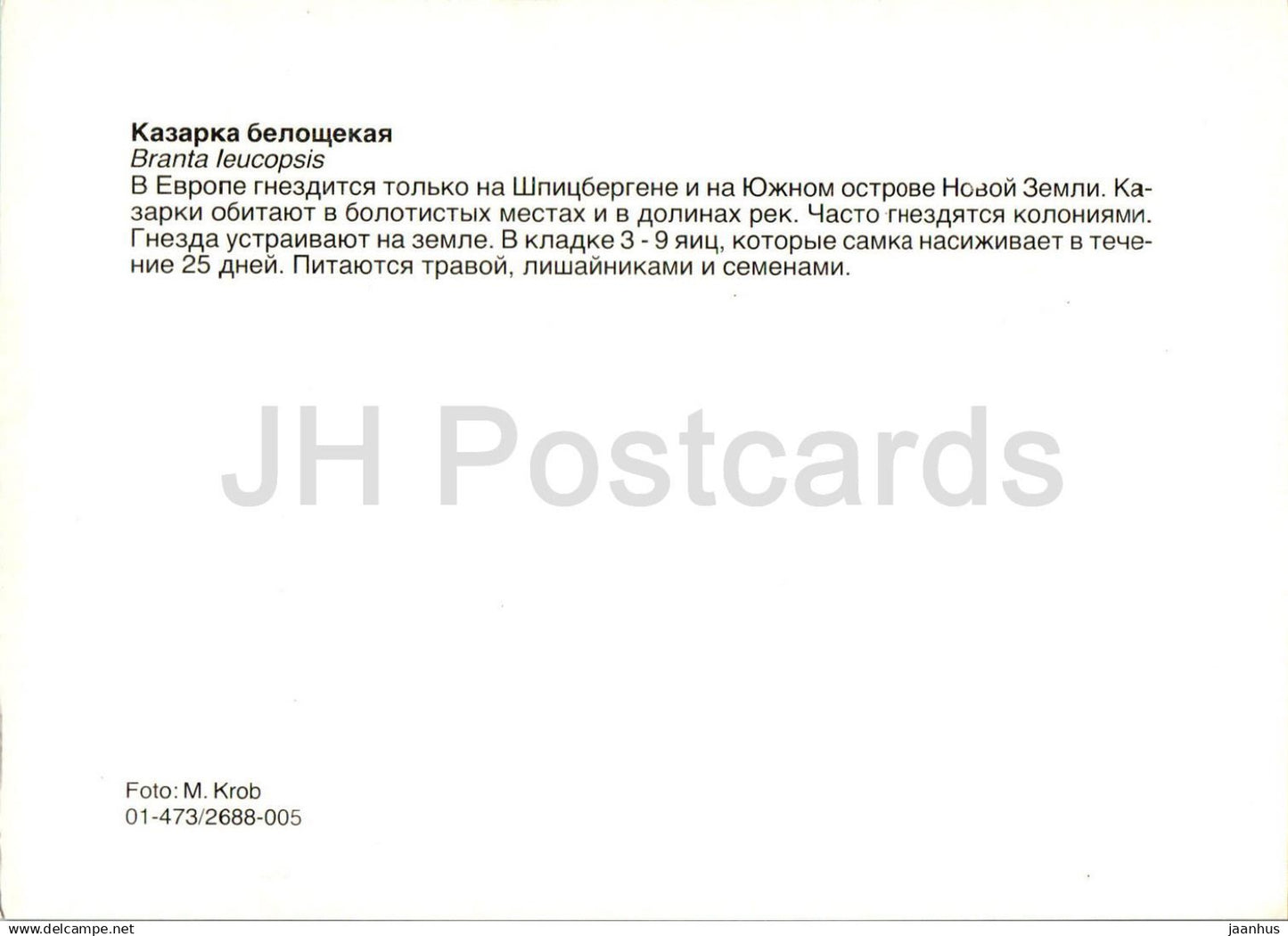 Weißwangengans - Branta leucopsis - Vögel - Tiere - Russland UdSSR - unbenutzt