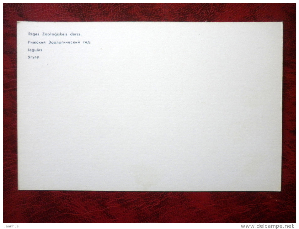 Jaguar - Riga Zoo - animals - 1980 - Latvia USSR - unused - JH Postcards