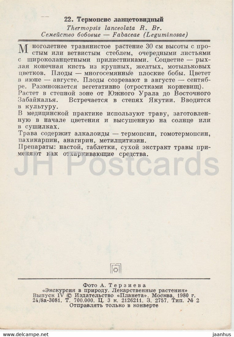 Faux Lupin conique - Thermopsis lanceolata - Plantes médicinales - 1980 - Russie URSS - inutilisé