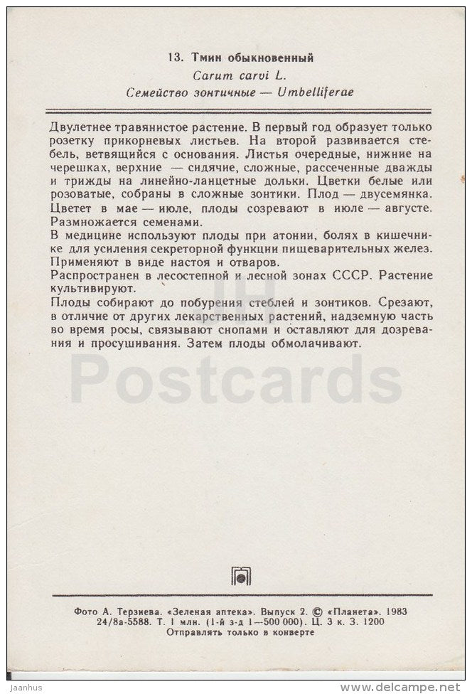 Caraway - Carum carvi - Medicinal Plants - 1983 - Russia USSR - unused - JH Postcards