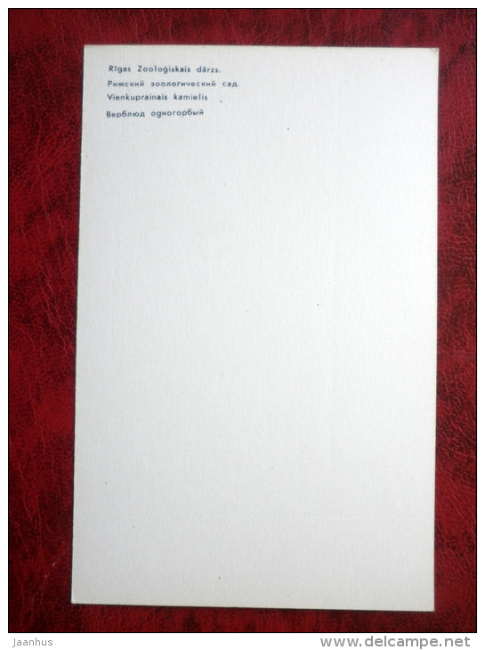 One-Humped Camel - Camelus dromedarius - Riga Zoo - animals - 1980 - Latvia USSR - unused - JH Postcards