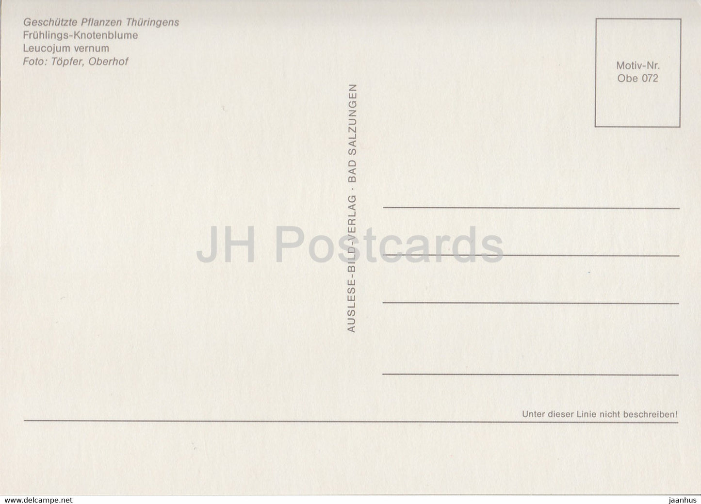 Spring Snowflake - Leucojum vernum - Geschutzte Pflanzen - Protected plants - DDR Germany - unused