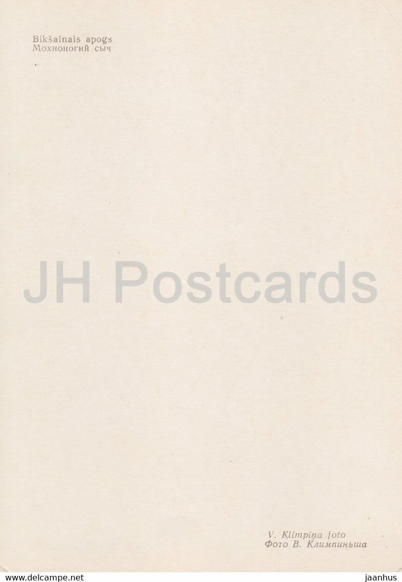 Boreal owl - Aegolius funereus - birds - Latvia USSR - unused