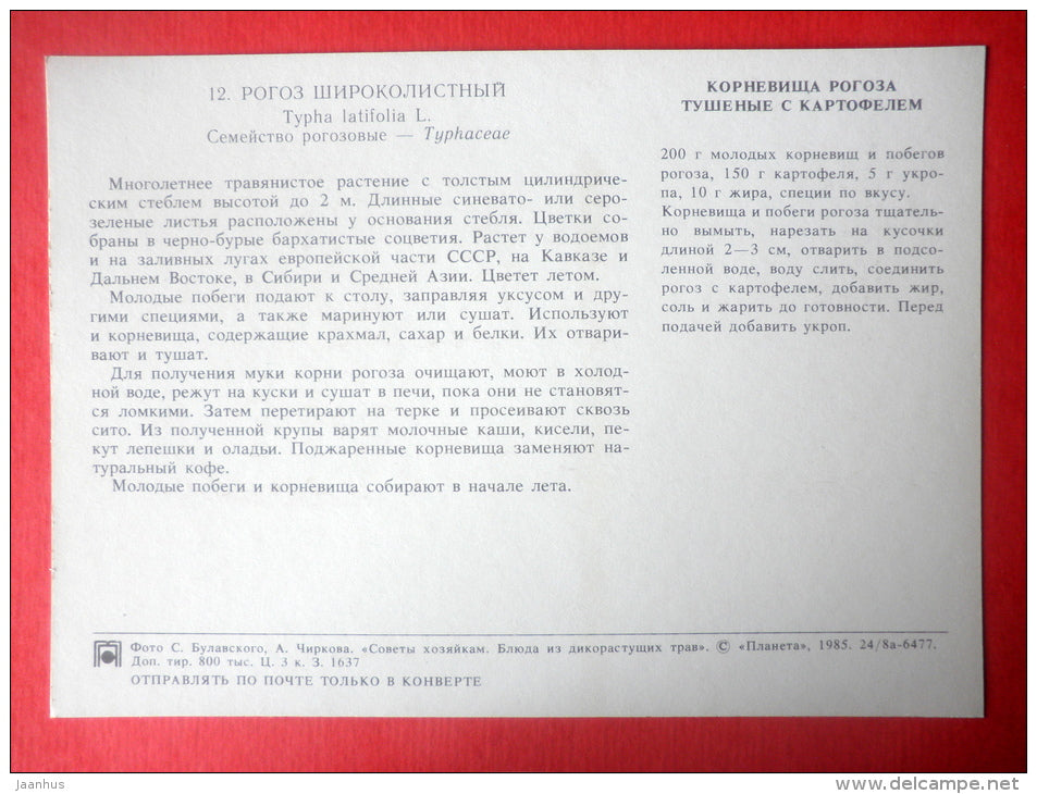 Bulrush , Typha latifolia - bulrush rhizomes stewed with potatoes - Dishes of Wild Herbs - 1985 - Russia USSR - unused - JH Postcards