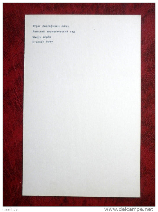 Steppe Eagle - Aquila nipalensis - birds - Riga Zoo - animals - 1980 - Latvia USSR - unused - JH Postcards