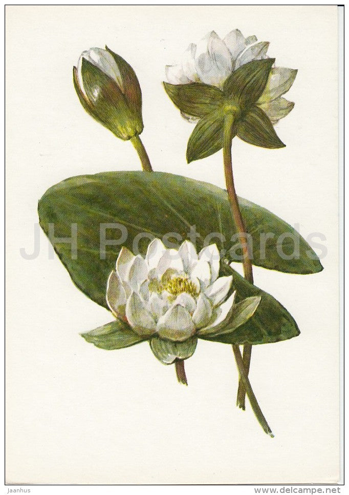 Dwarf waterlily - Nymphaea candida - Plants under protection - 1981 - Russia USSR - unused - JH Postcards