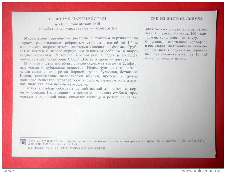 Burdock , Arctium tomentosum - burdock soup - Dishes of Wild Herbs - 1985 - Russia USSR - unused - JH Postcards