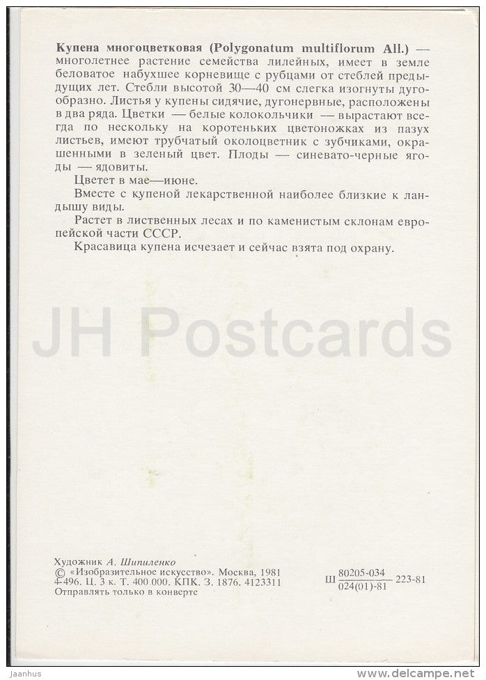 Solomon's seal - Polygonatum multiflorum - Plants under protection - 1981 - Russia USSR - unused - JH Postcards