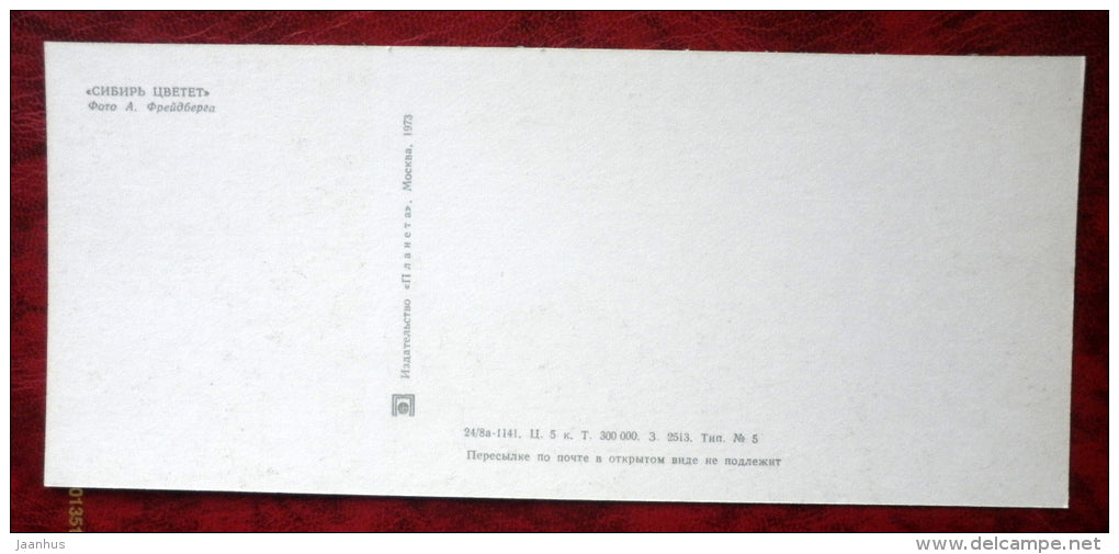 flowers _8 - cone - Siberia blooms - 1973 - Russia USSR - unused - JH Postcards