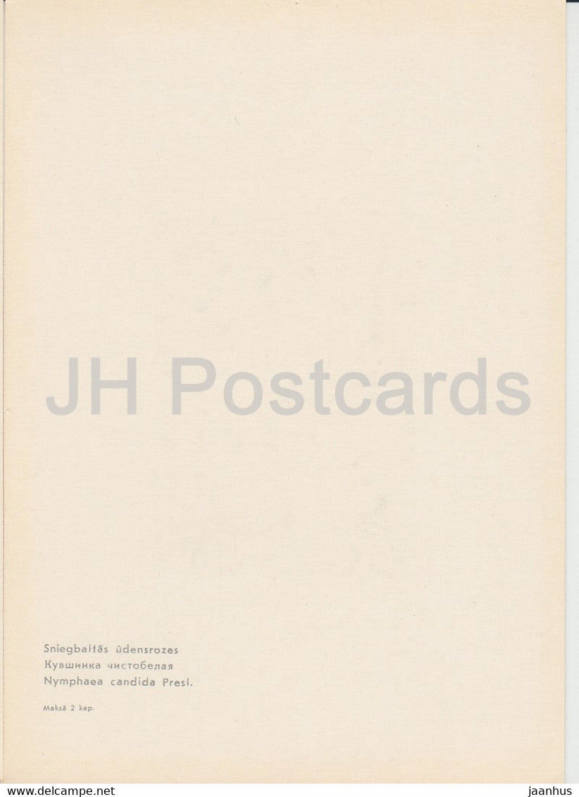 White Water Lily - Nymphaea candida - plants - flowers - Latvia USSR - unused