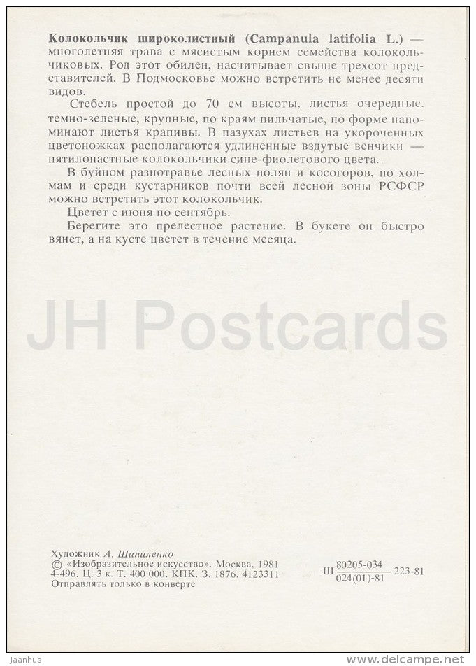 the giant bellflower - Campanula latifolia - Plants under protection - 1981 - Russia USSR - unused - JH Postcards