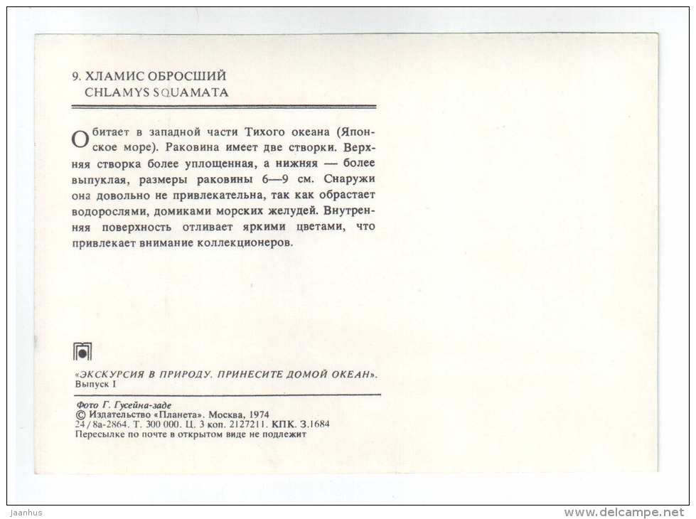 Chlamys squamata - shells - clams - mollusc - 1974 - Russia USSR - unused - JH Postcards